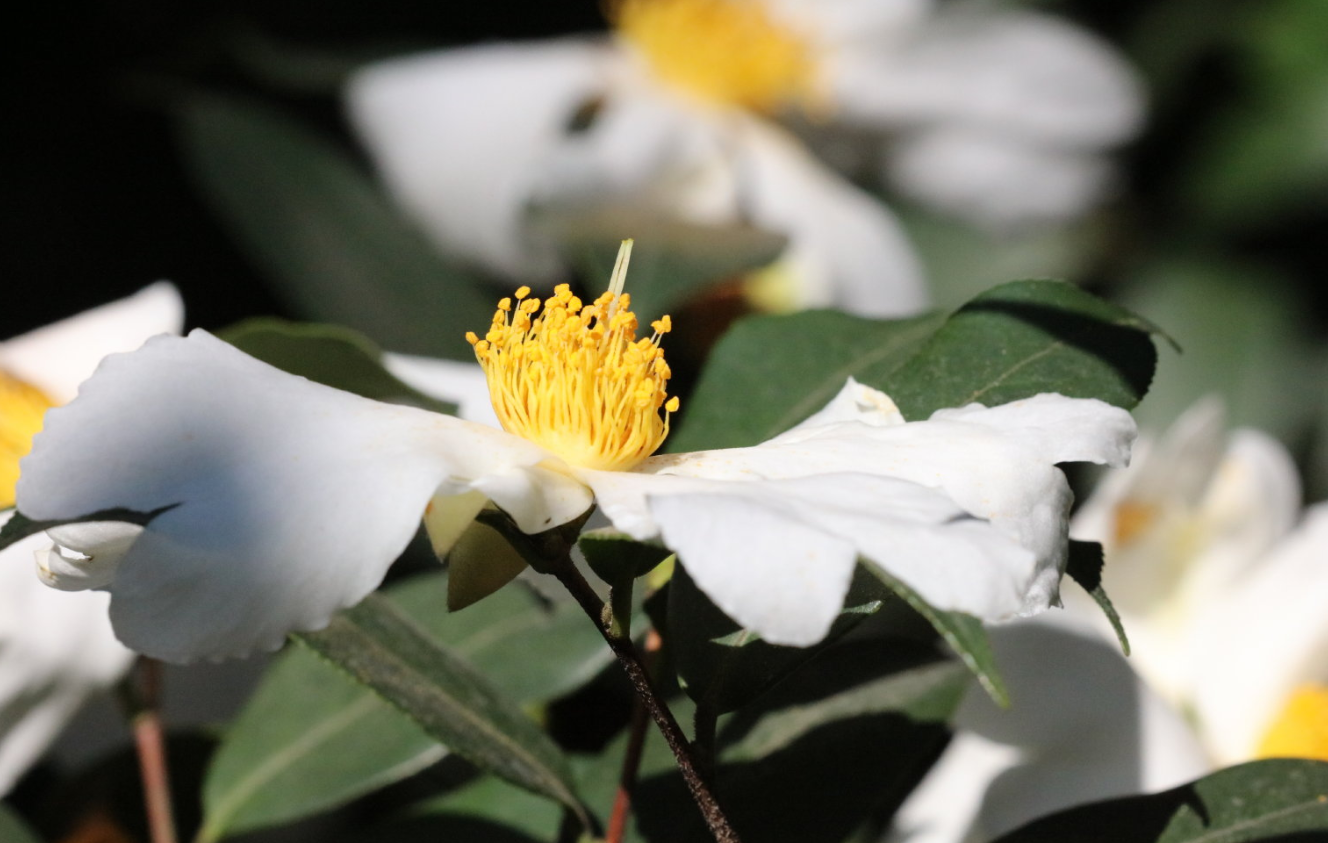 花期：白茶花满山