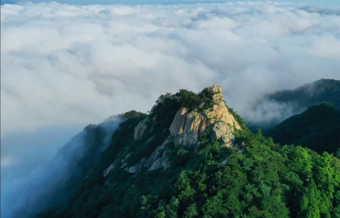 老山坊：大别山云雾油茶山